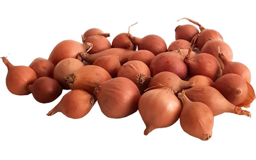 SOĞAN ARPACIK PK. nin resmi