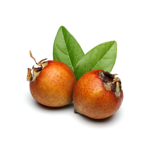 MUŞMULA KG nin resmi